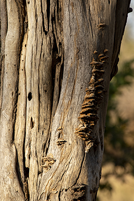 bracket fungus